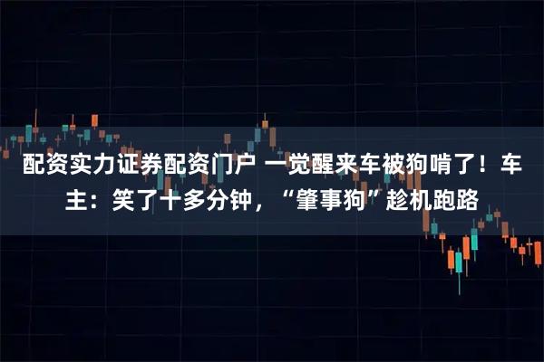 配资实力证券配资门户 一觉醒来车被狗啃了！车主：笑了十多分钟，“肇事狗”趁机跑路